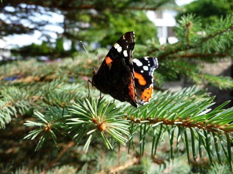 U Bozeny Pokoje Dźwirzyno Exterior foto